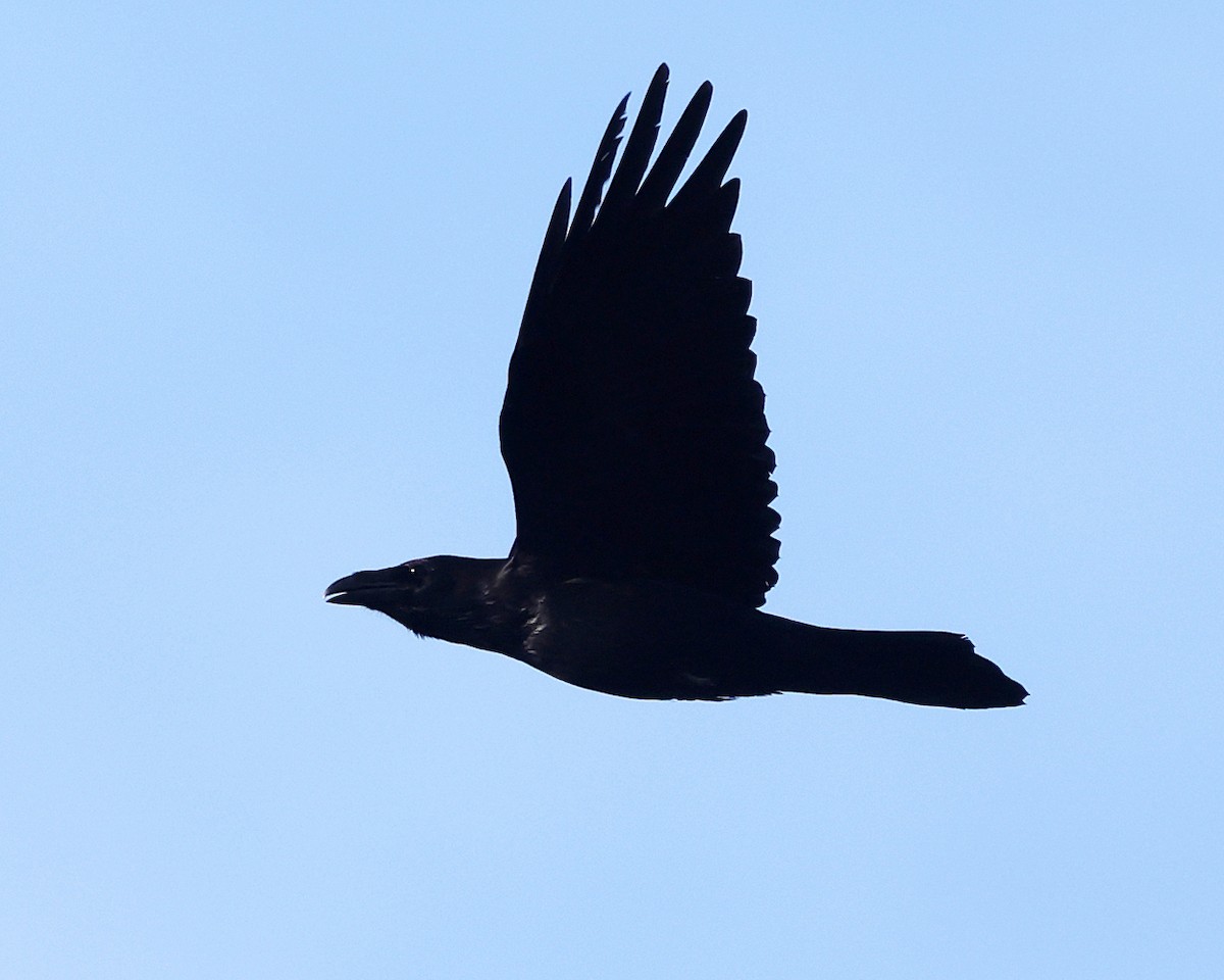 Erroi handia - ML645206771