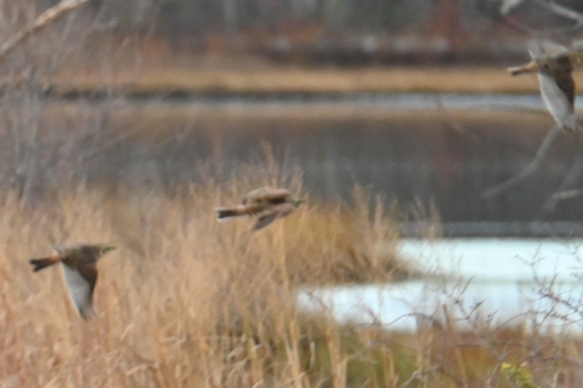 Horned Lark - ML645206806