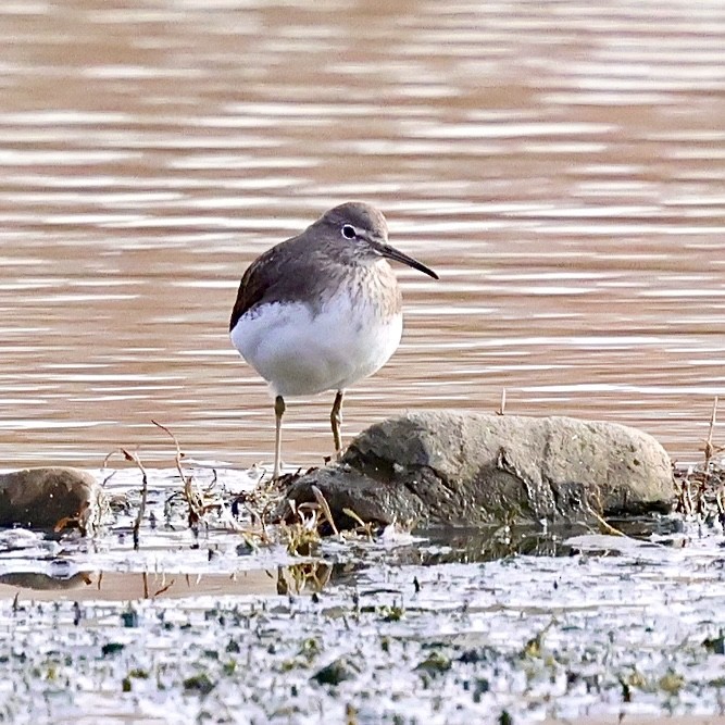 Green Sandpiper - ML645206809