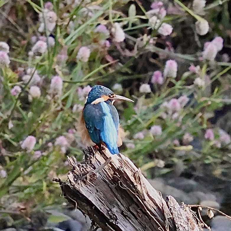 Common Kingfisher - ML645206814