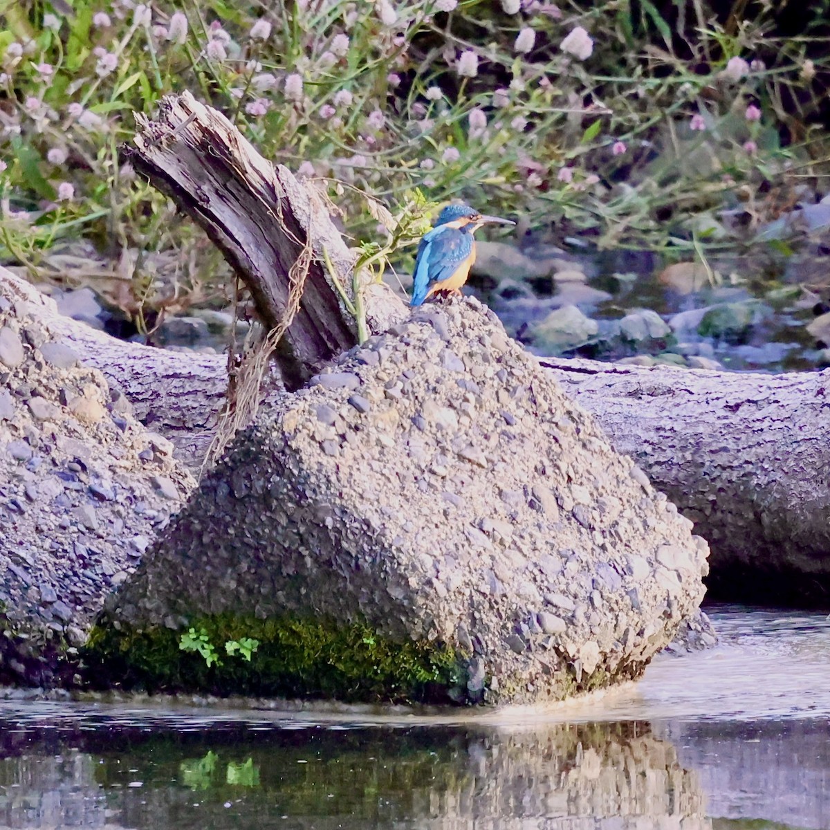 Common Kingfisher - ML645206815