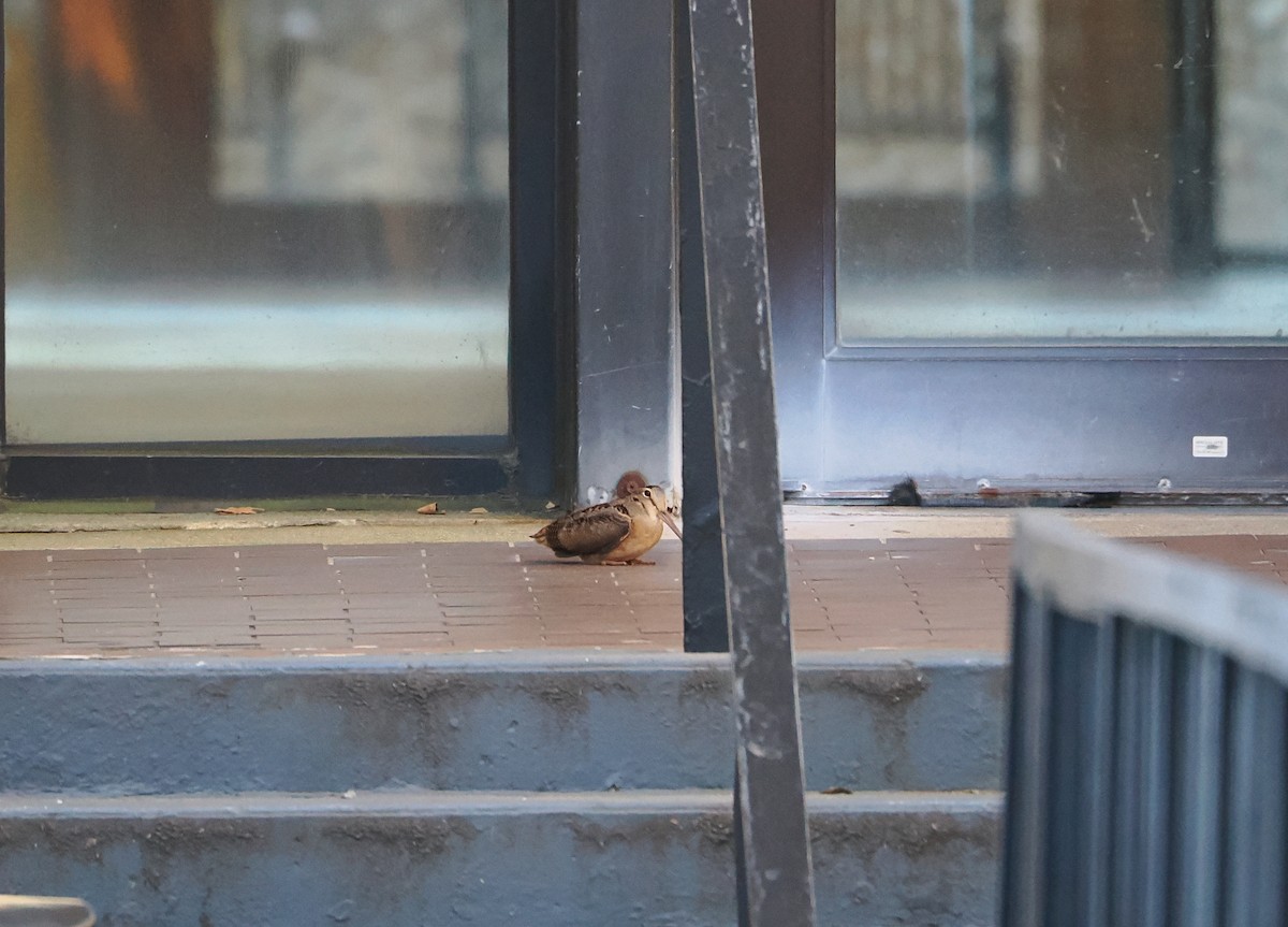 American Woodcock - ML645206818