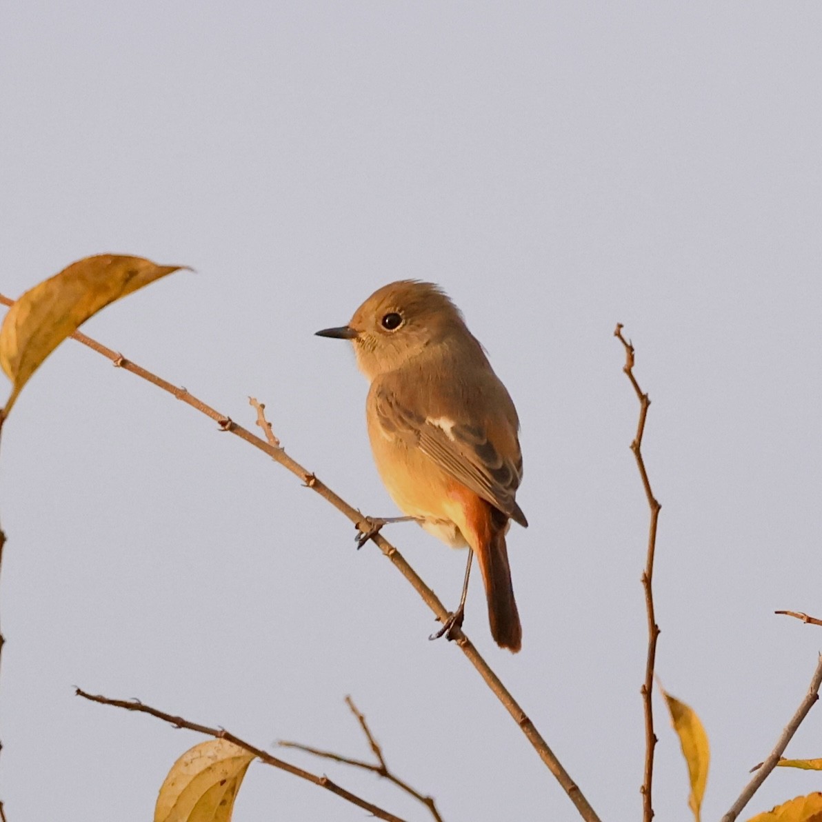 Daurian Redstart - ML645206819
