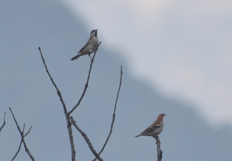 Russet Sparrow - ML645206821
