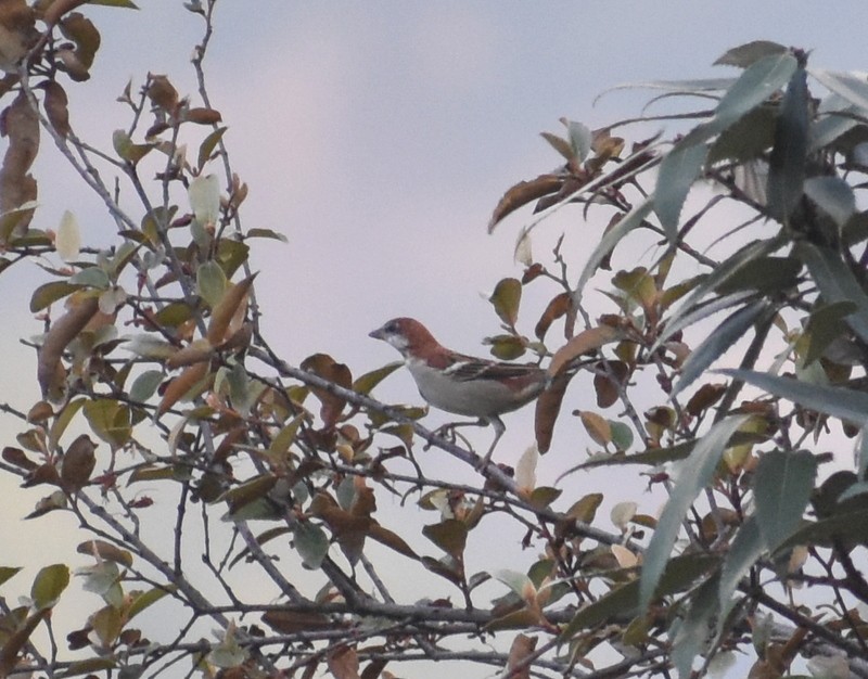 Russet Sparrow - ML645206822
