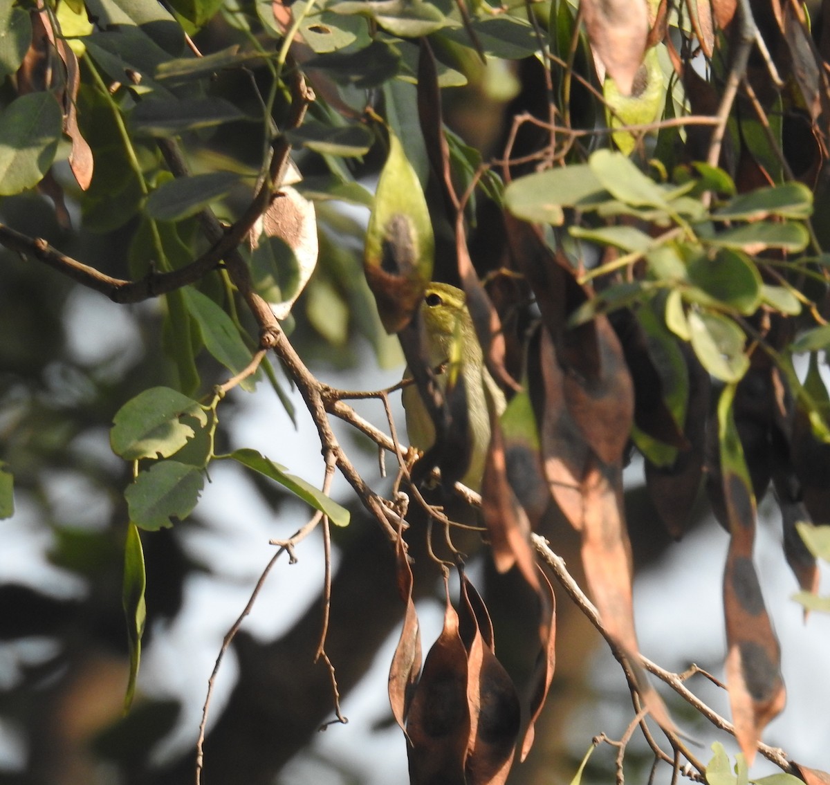 Western Crowned Warbler - ML645206825