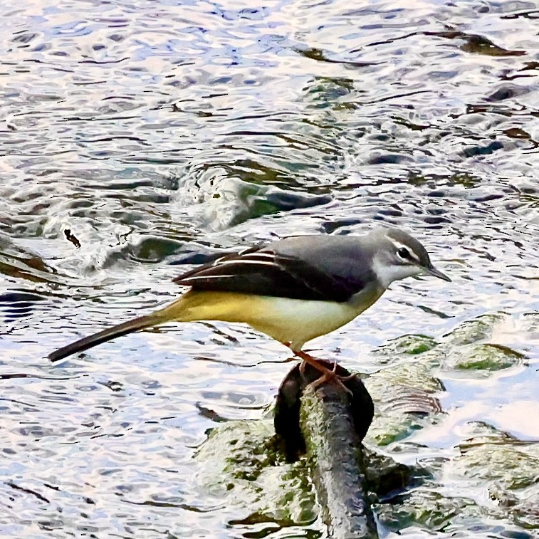 Gray Wagtail - ML645206830