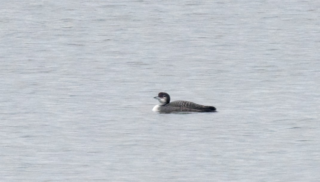 Common Loon - ML645206831