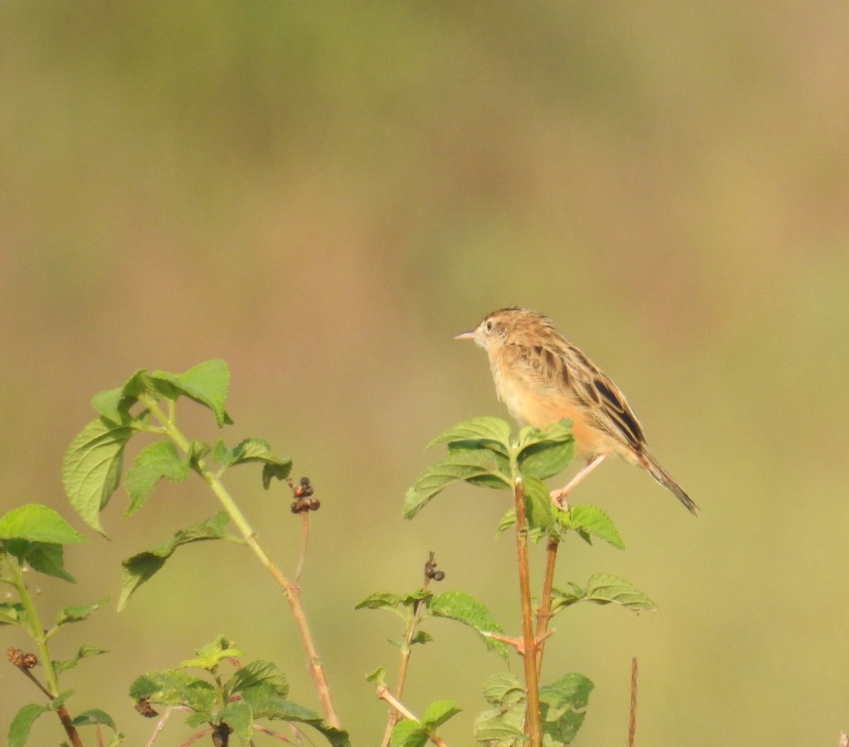 Zitting Cisticola - ML645206833