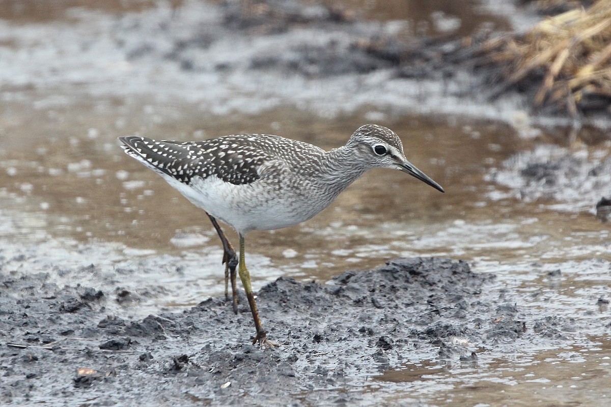 vodouš bahenní - ML645206845