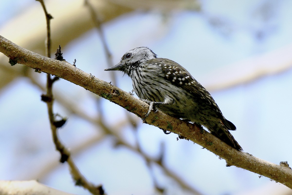 Cardinal Woodpecker - ML645206849