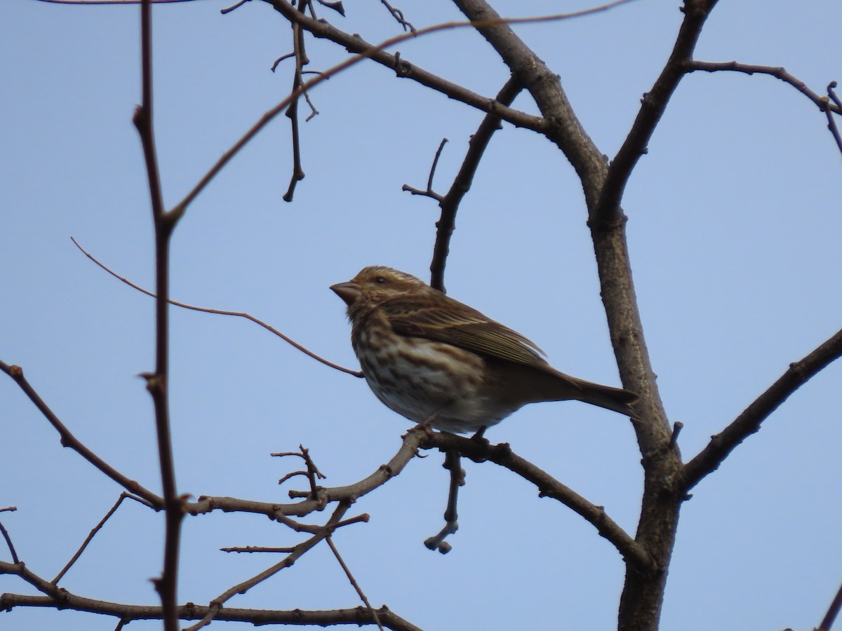 Purple Finch - ML645206854