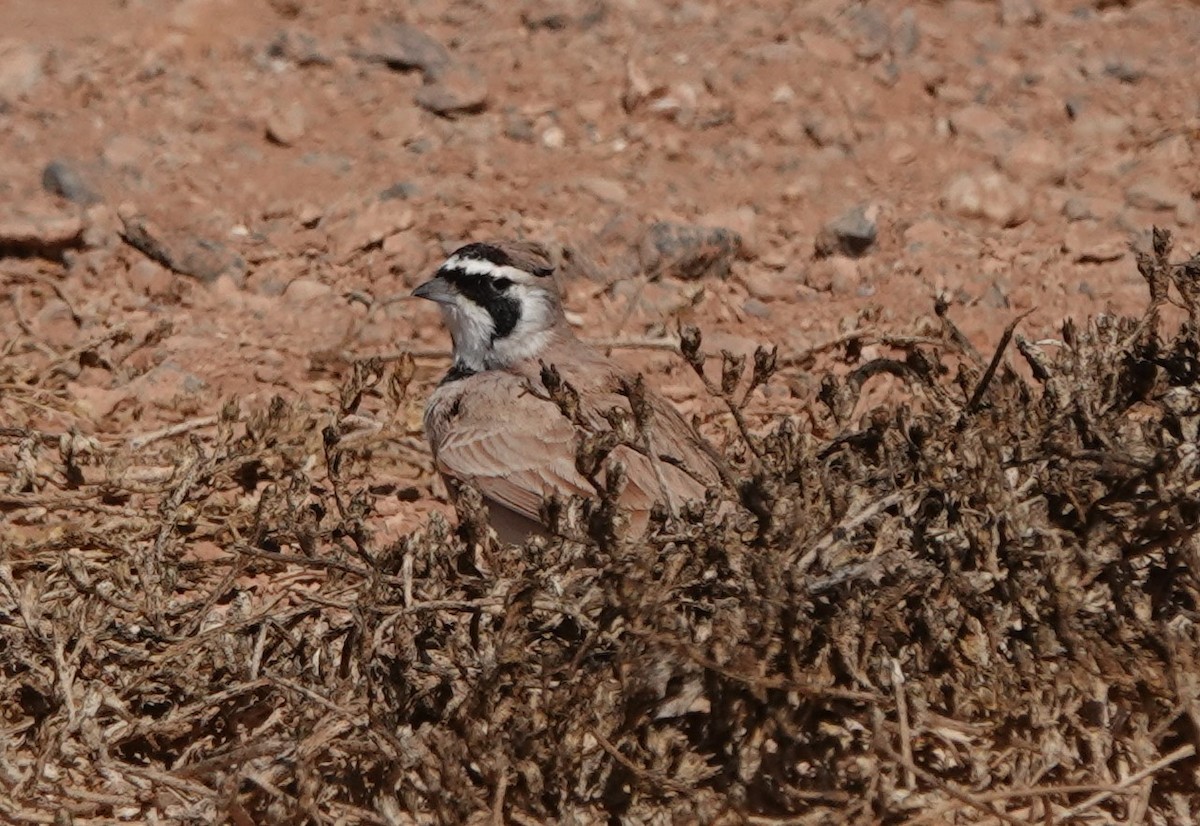 Temminck's Lark - ML645206856