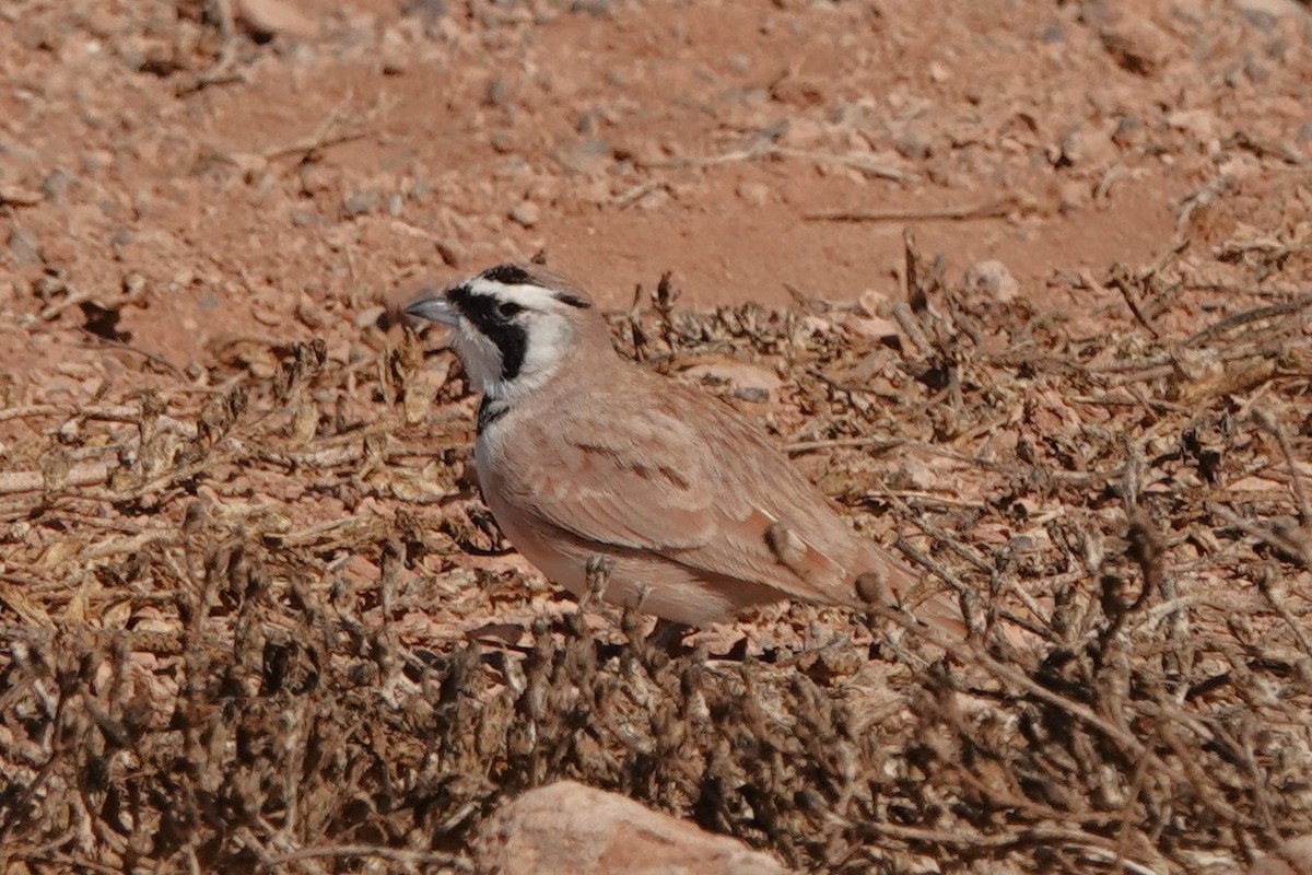 Temminck's Lark - ML645206857
