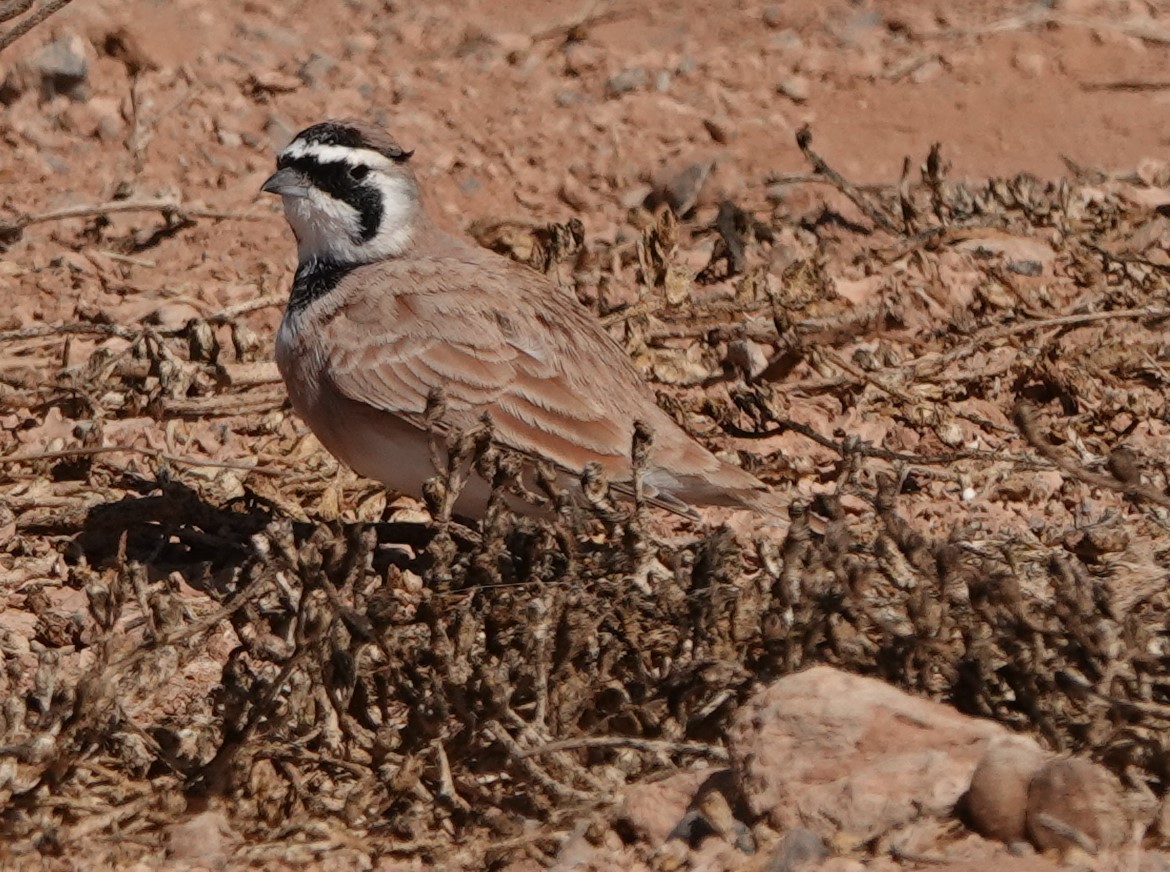 Temminck's Lark - ML645206858