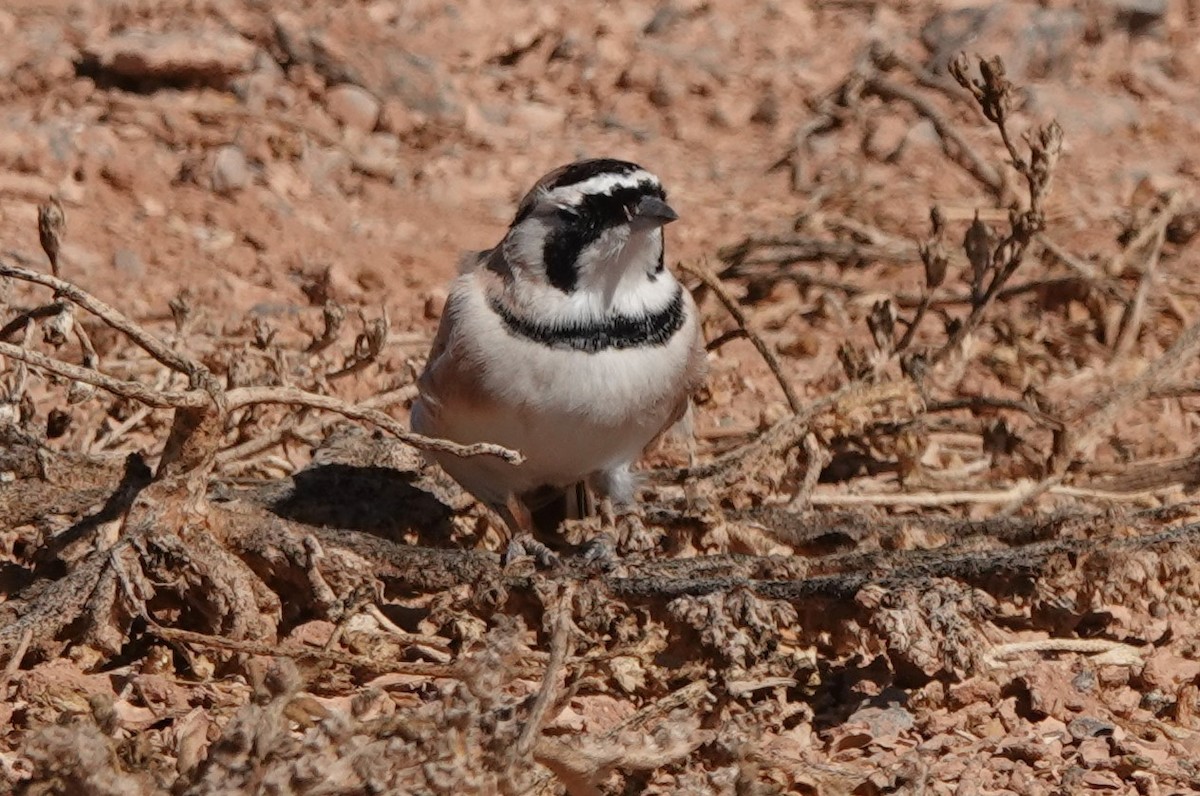 Temminck's Lark - ML645206859