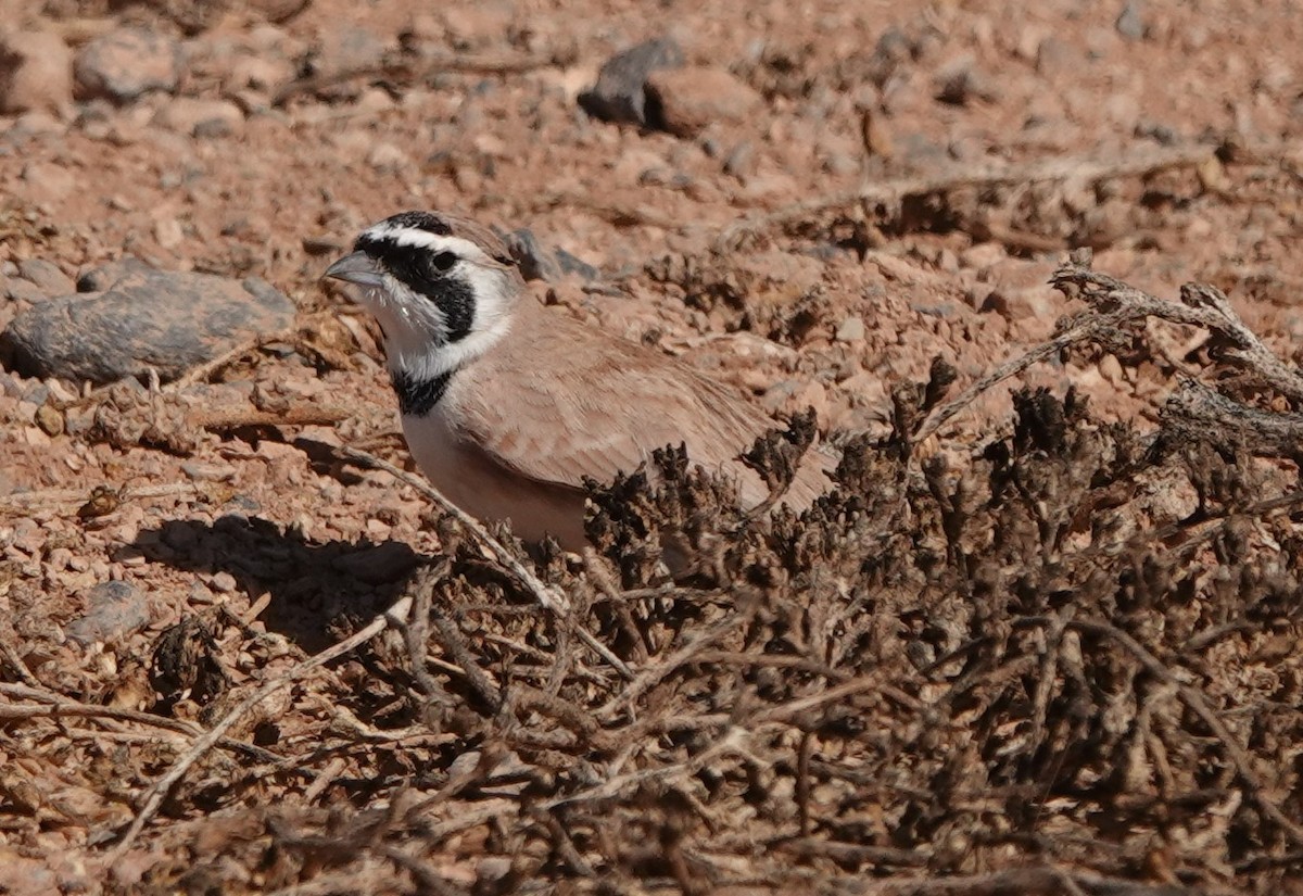 Temminck's Lark - ML645206860
