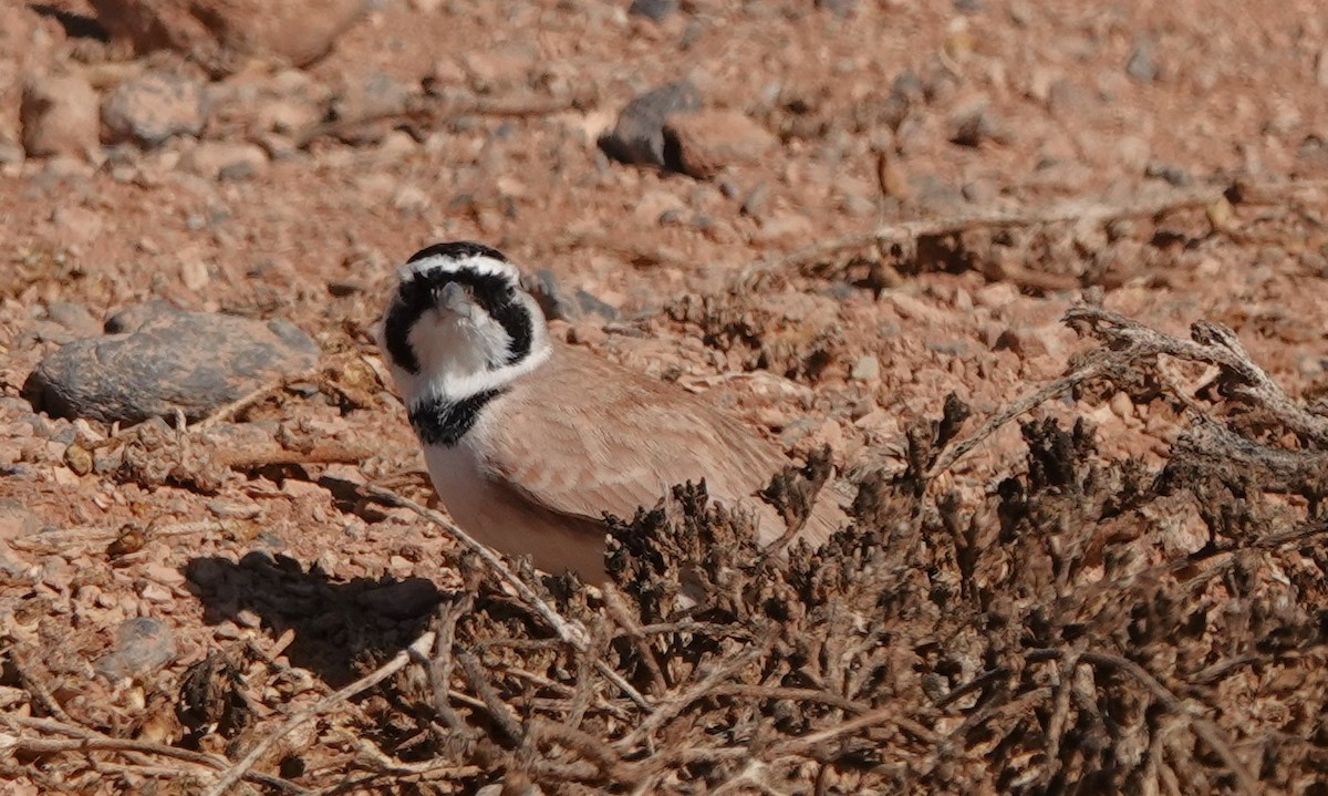 Temminck's Lark - ML645206861