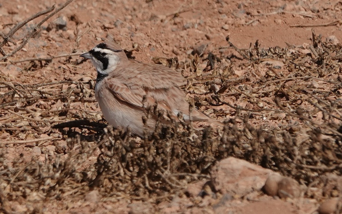 Temminck's Lark - ML645206862