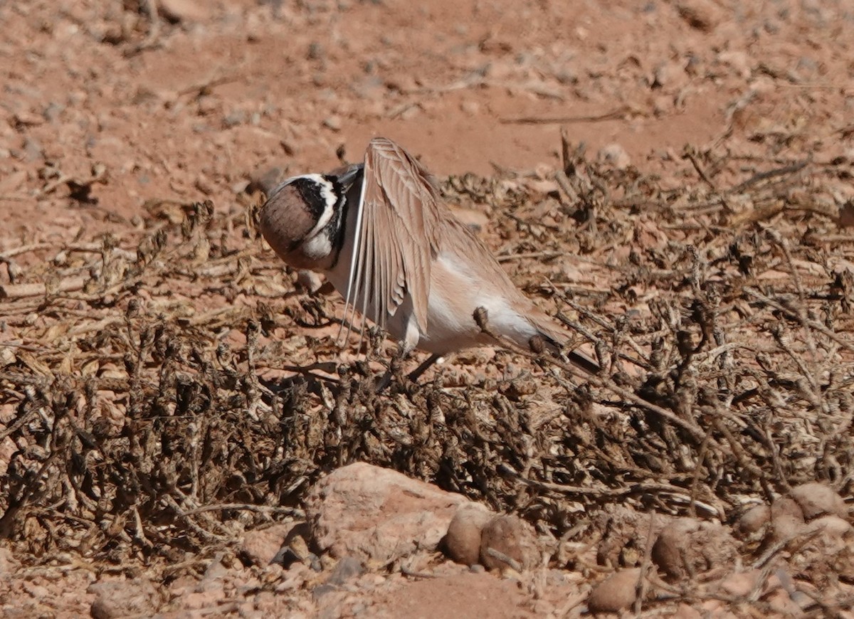 Temminck's Lark - ML645206863