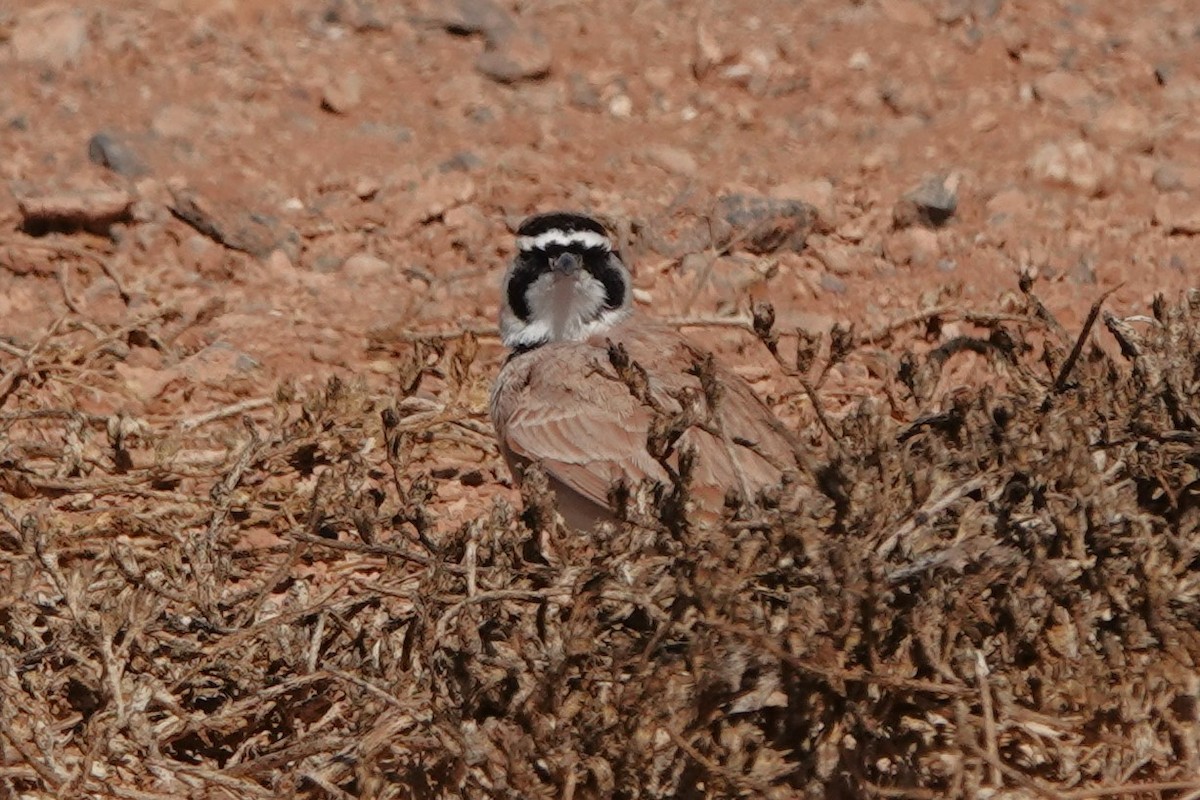 Temminck's Lark - ML645206864