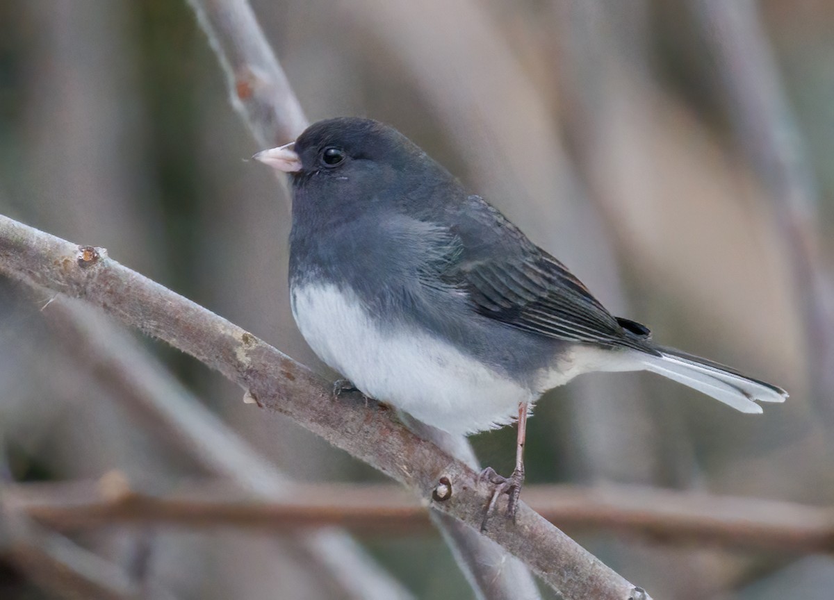 Dark-eyed Junco - ML645206868