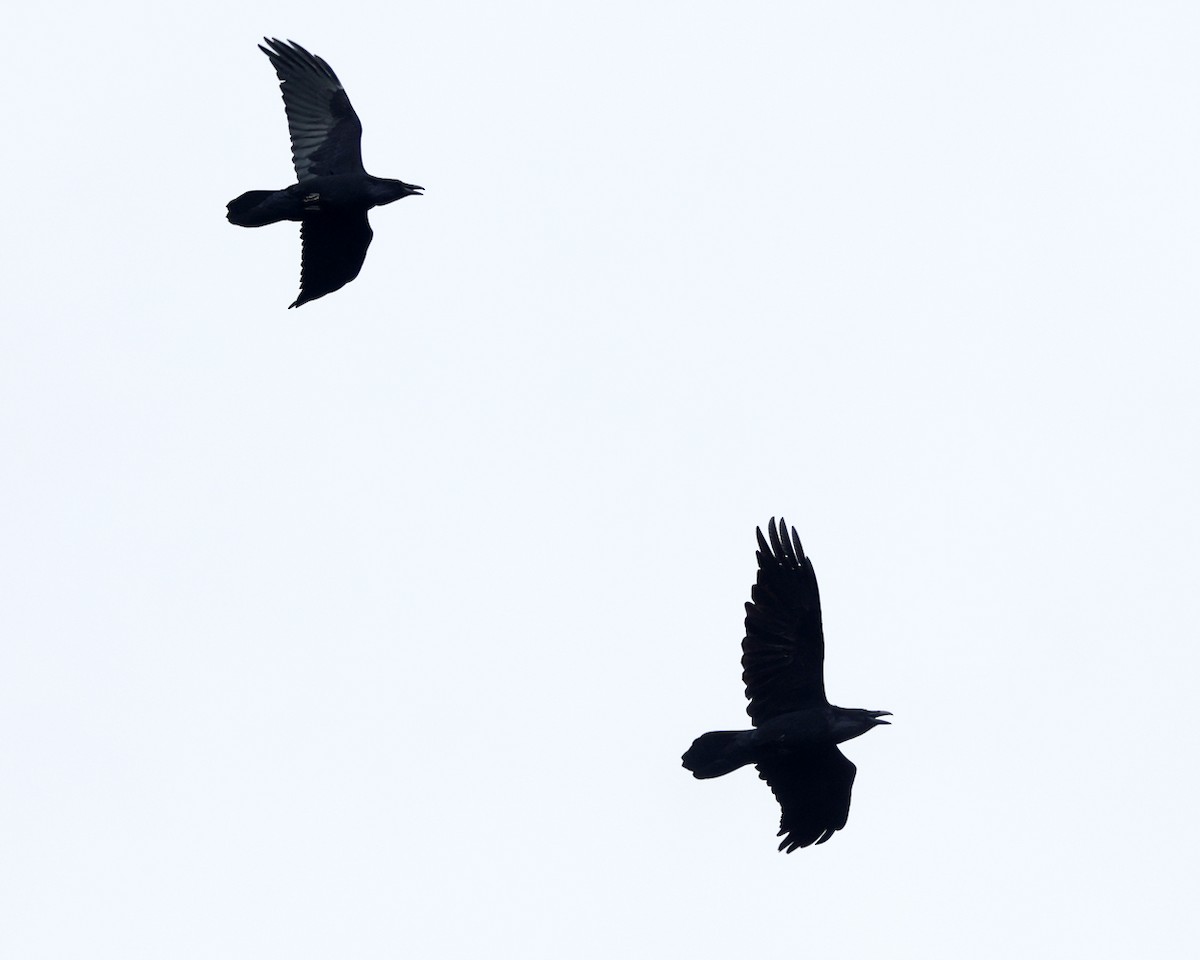 Erroi handia - ML645206869