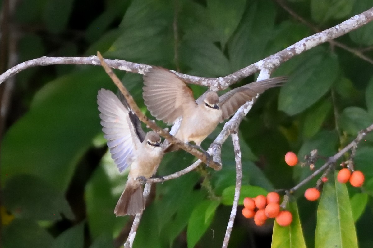 Drab Water Tyrant - ML645206870