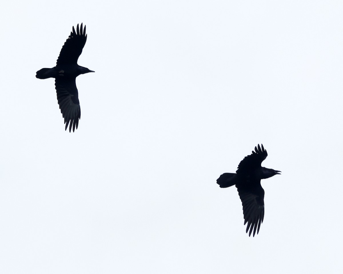 Erroi handia - ML645206871