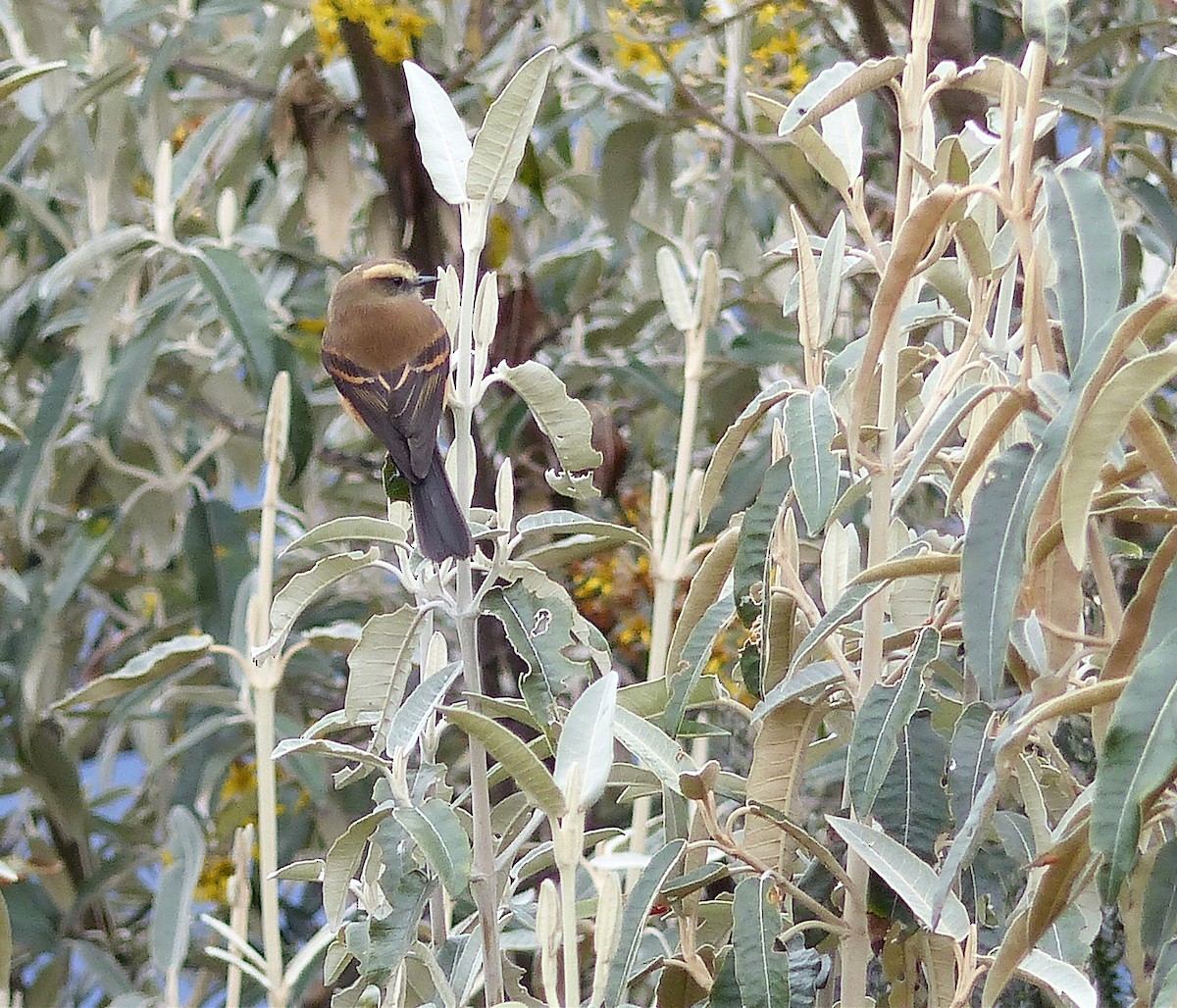 Brown-backed Chat-Tyrant - ML645206872