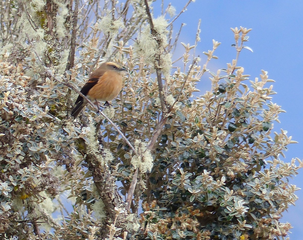 Brown-backed Chat-Tyrant - ML645206873