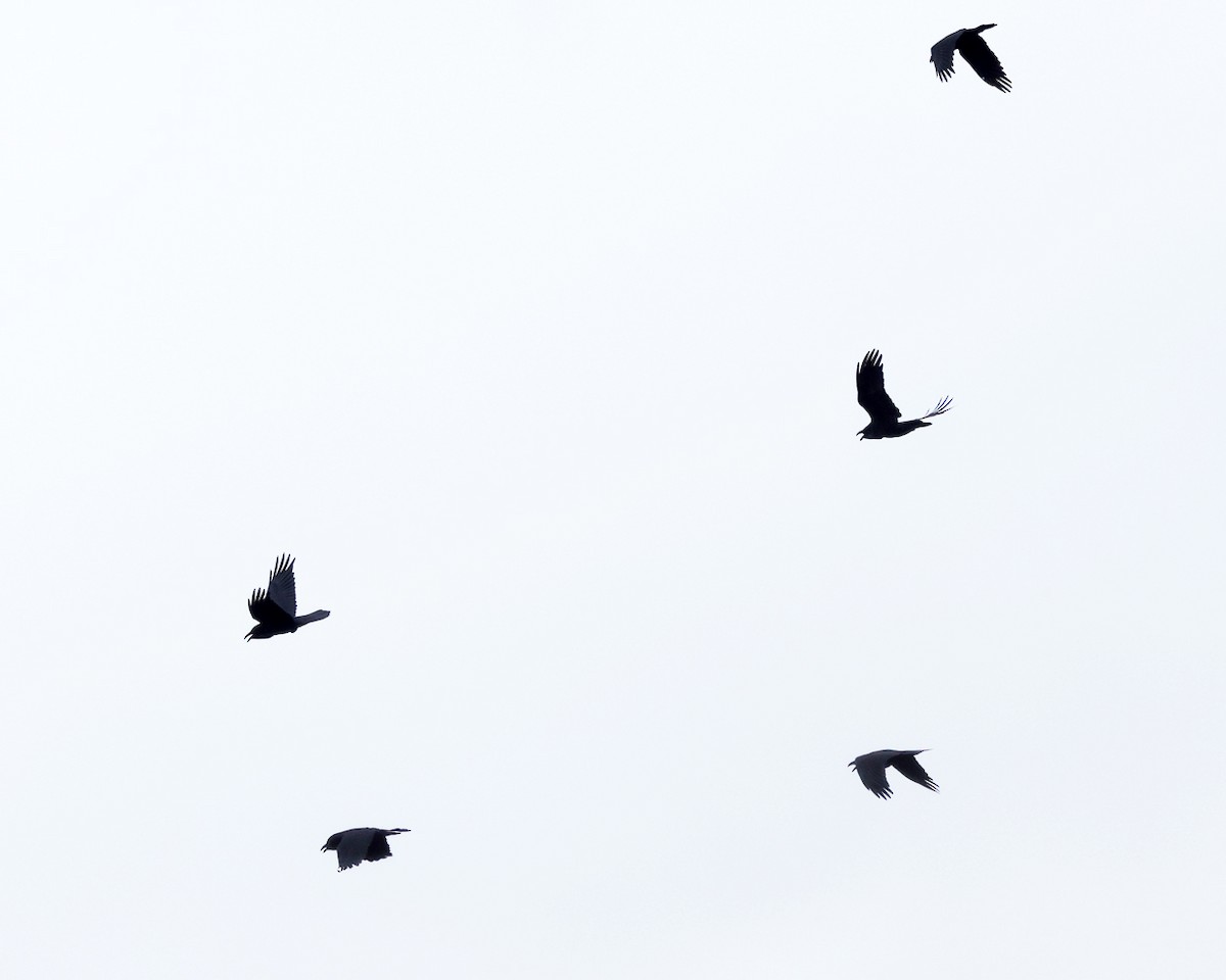 Erroi handia - ML645206875