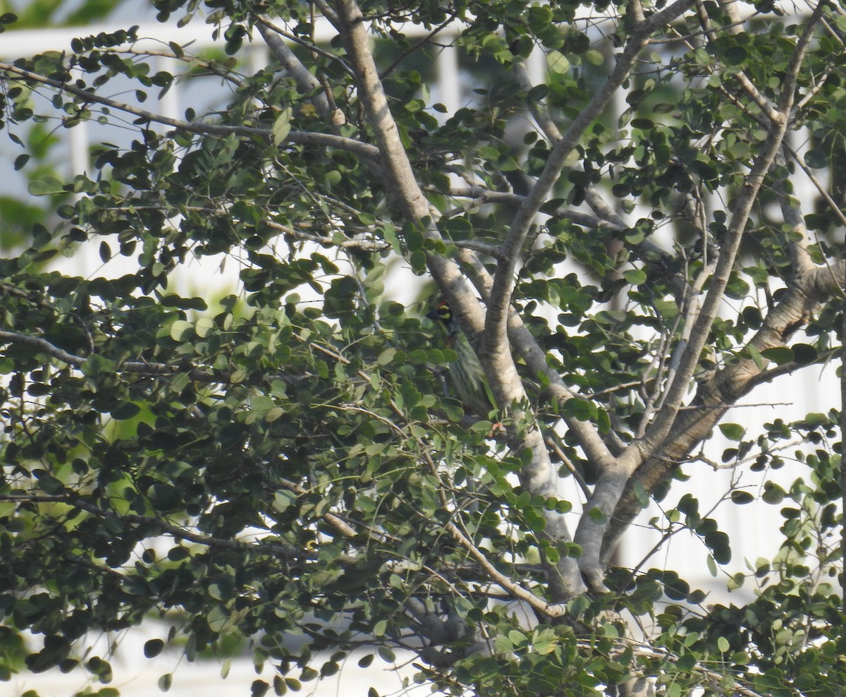 Coppersmith Barbet - ML645206877