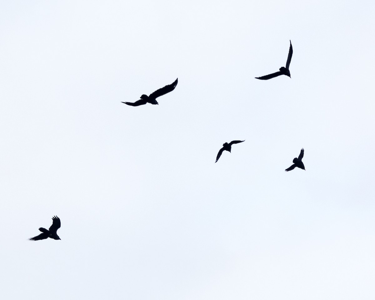 Erroi handia - ML645206878