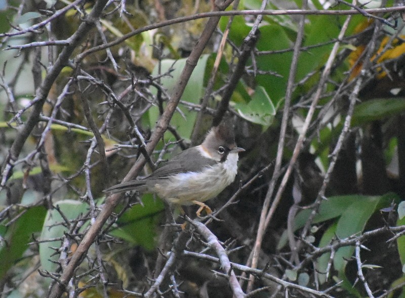 Whiskered Yuhina - ML645206879