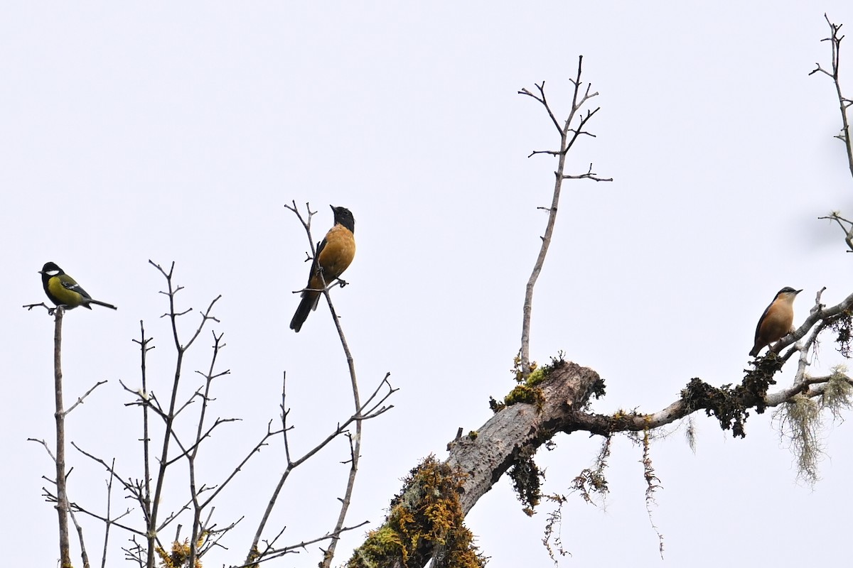 Chinese Vivid Niltava - ML645206880