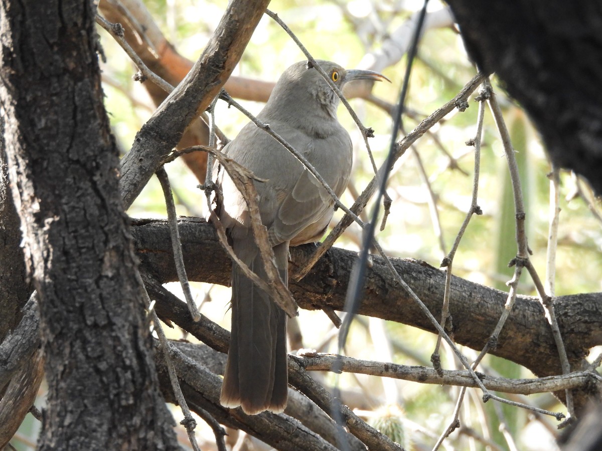 Curve-billed Thrasher - ML645206885