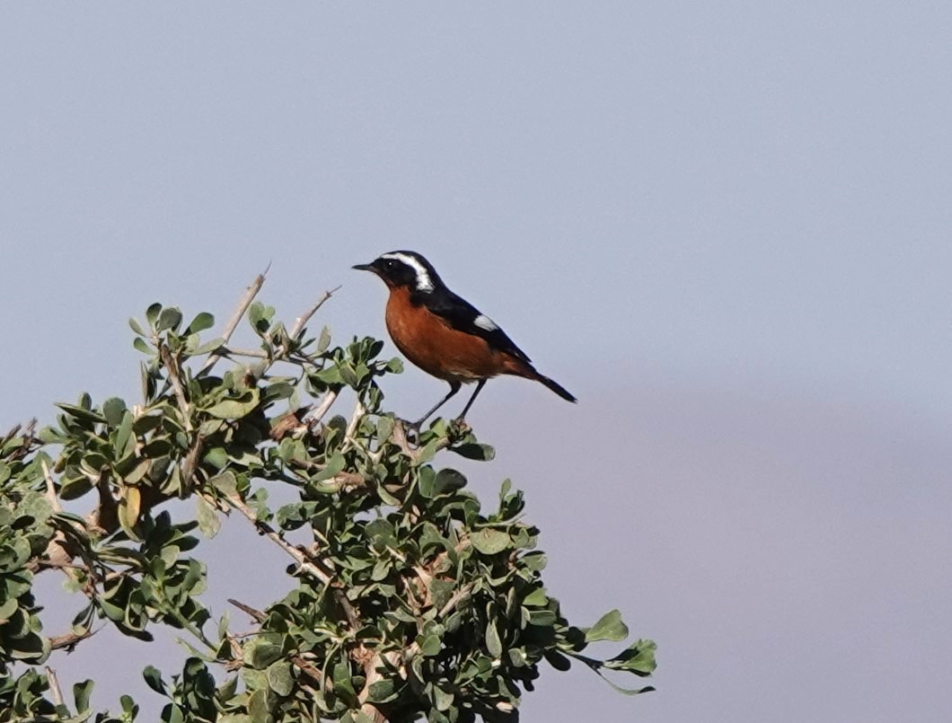 Moussier buztangorria - ML645206886