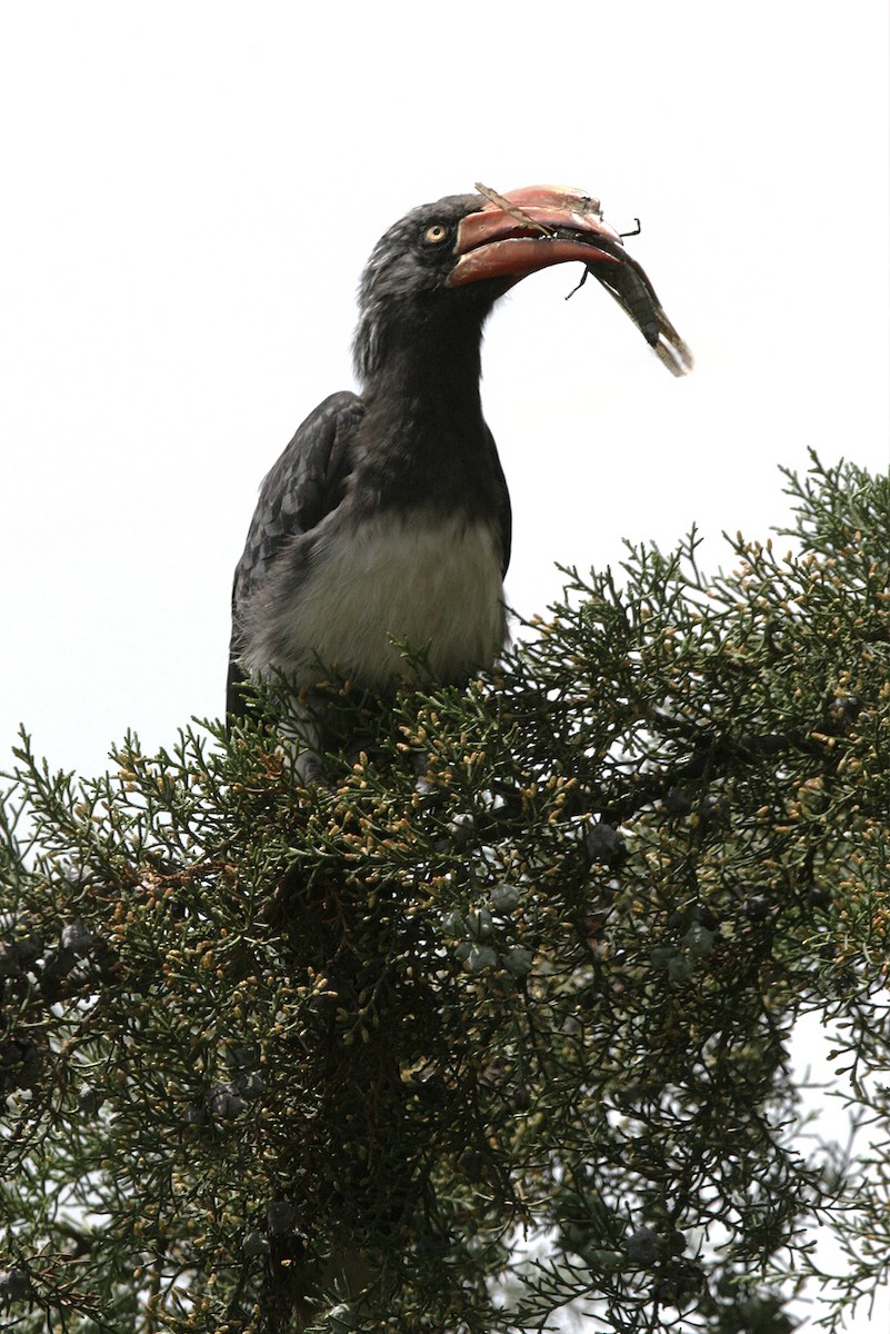 Crowned Hornbill - ML645206887