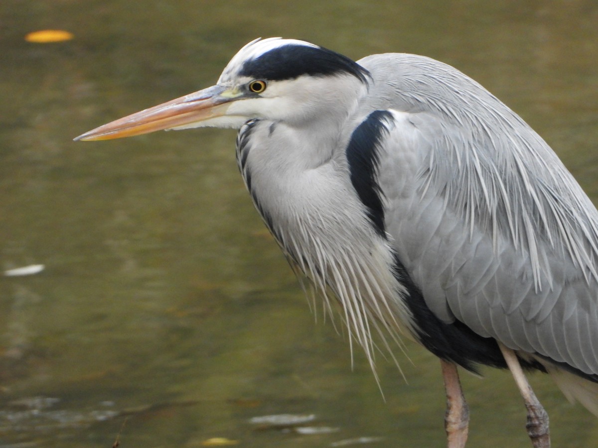 Koartza hauskara - ML645206888