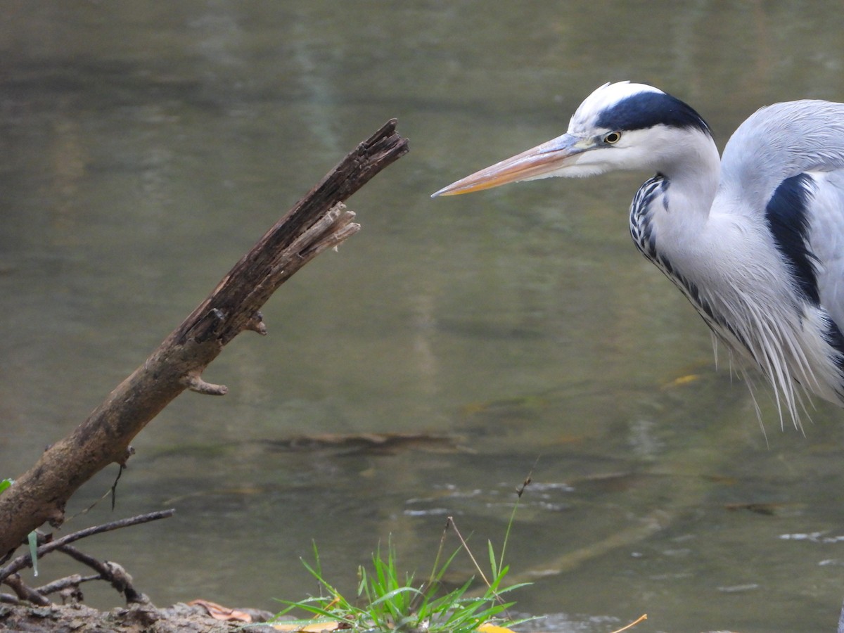 Koartza hauskara - ML645206889