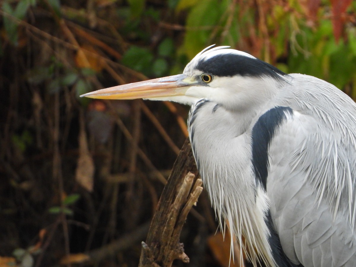 Koartza hauskara - ML645206891