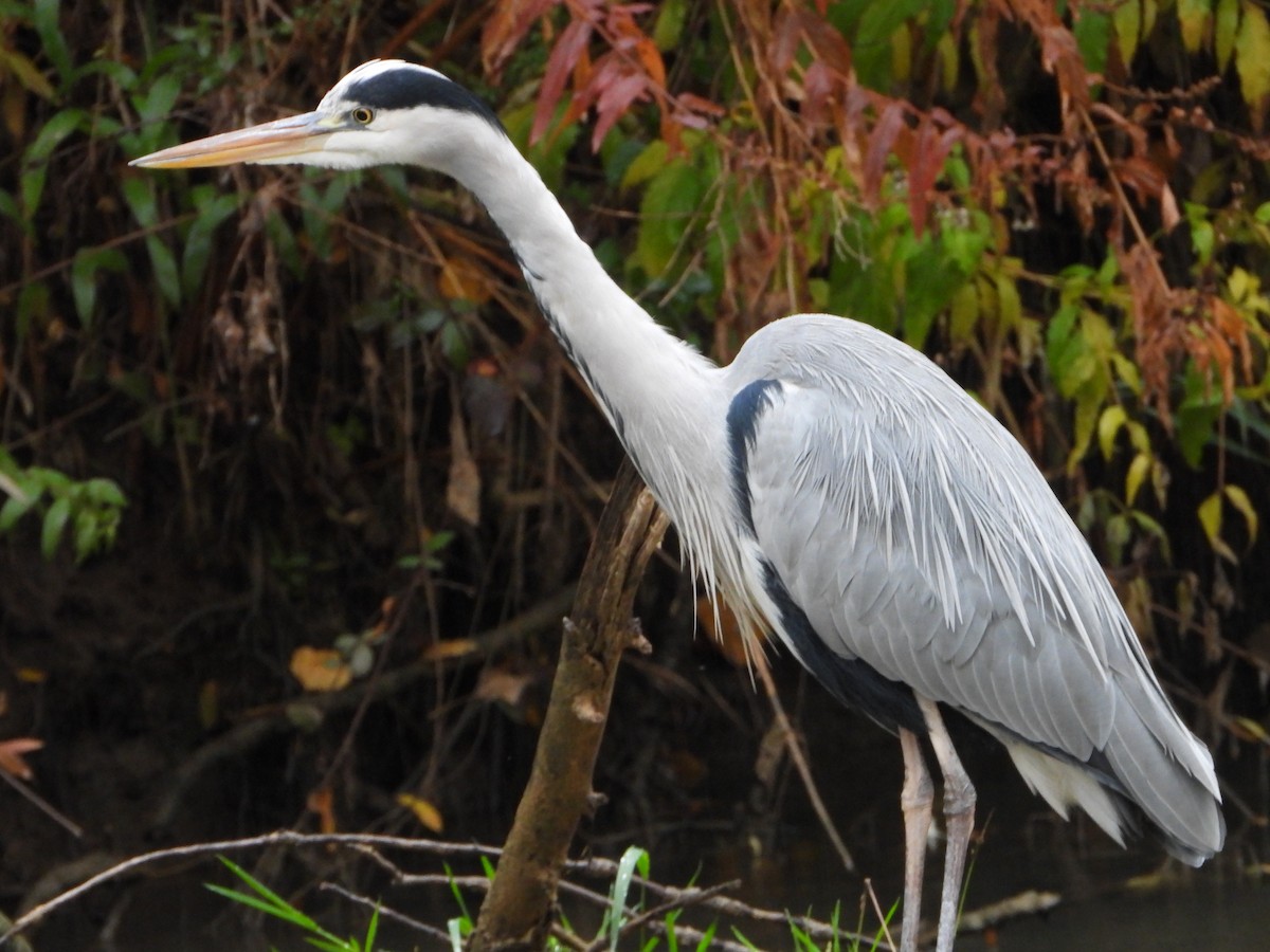 Koartza hauskara - ML645206892