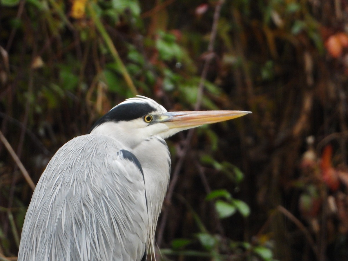 Koartza hauskara - ML645206893