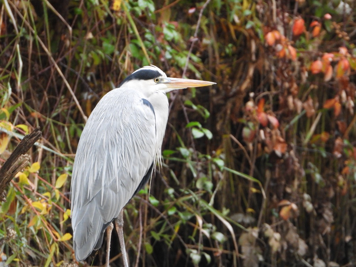 Koartza hauskara - ML645206894