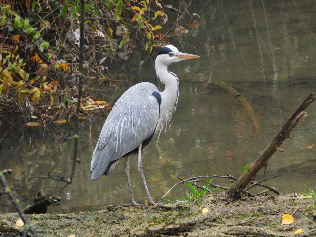 Koartza hauskara - ML645206896