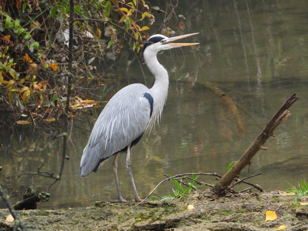 Koartza hauskara - ML645206897