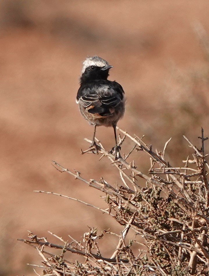 Buztanzuri ipurgorria - ML645206898