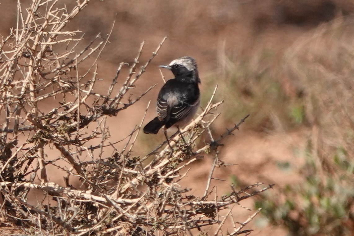 Buztanzuri ipurgorria - ML645206901