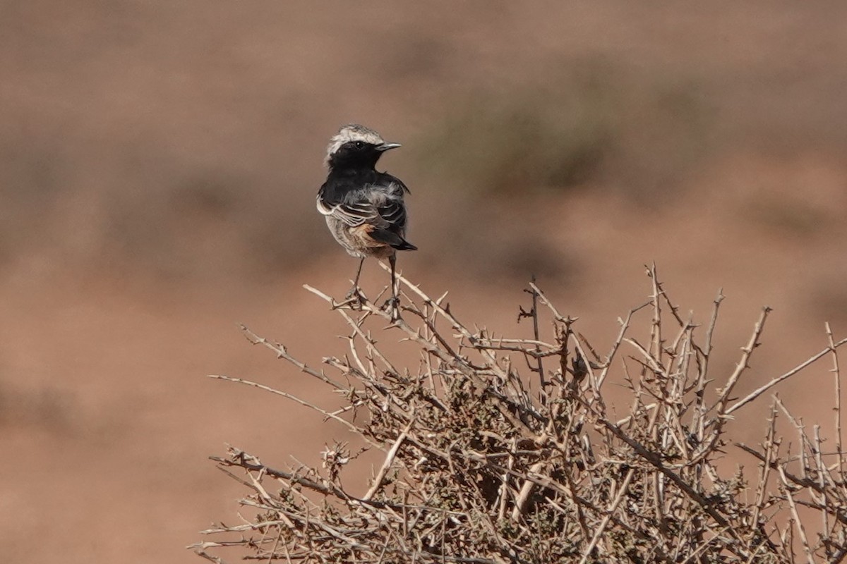 Buztanzuri ipurgorria - ML645206902